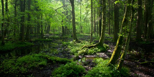 hutan besar indonesia