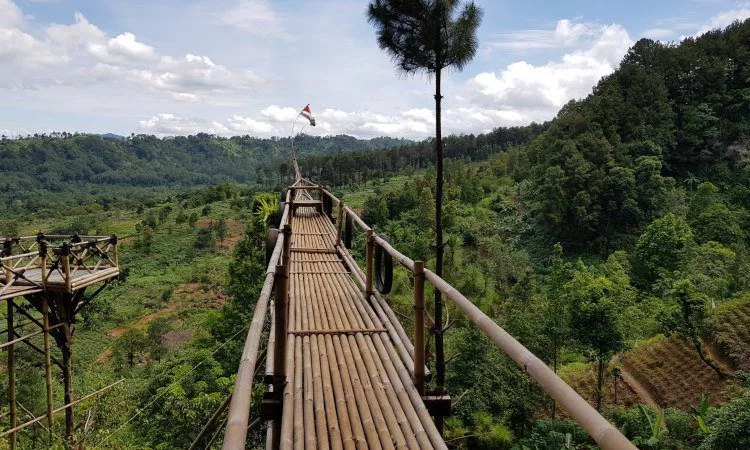 HUTAN INDONESIA