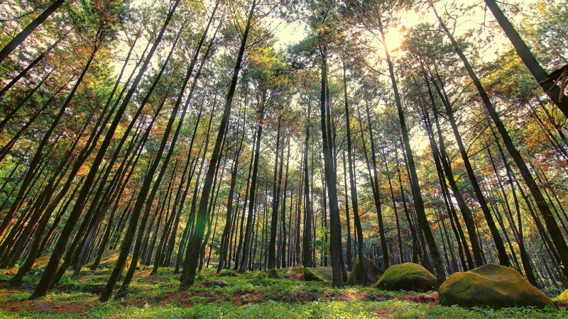 hutan bogor