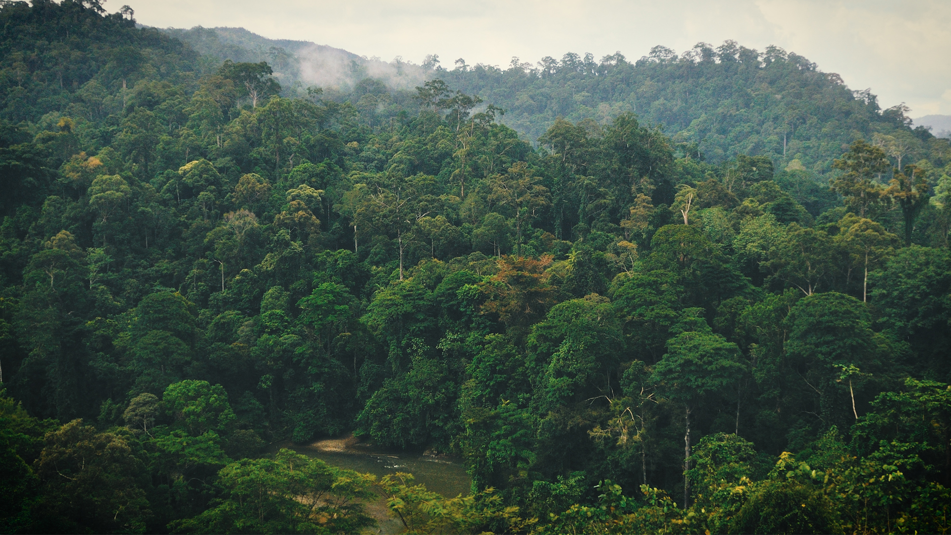 hutan terluas