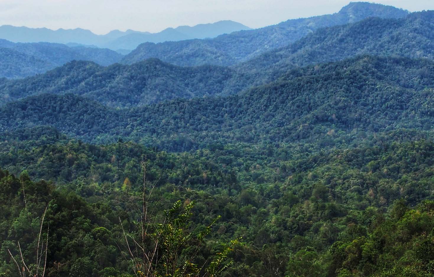 hutan terluas