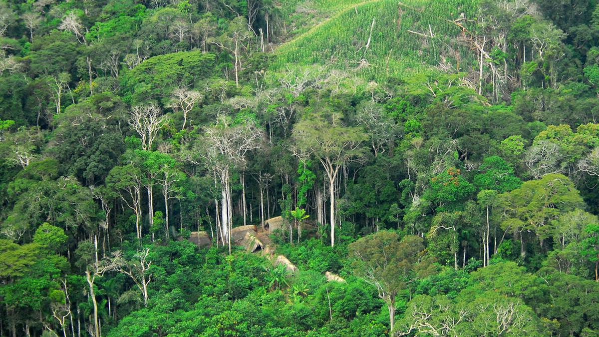 Kenapa Di sebut Hutan Amazon