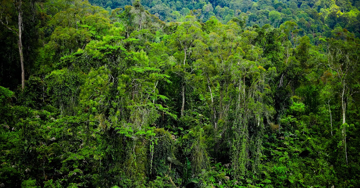 Kenapa Di sebut Hutan Amazon