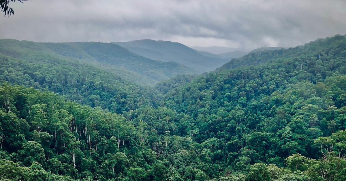 hutan dunia