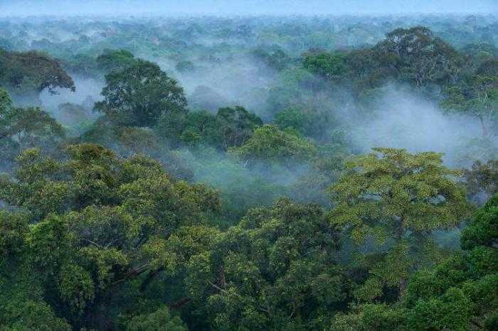 hutan indonesia