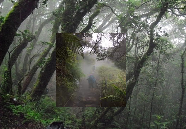 Hutan Terangker di Pulau Jawa