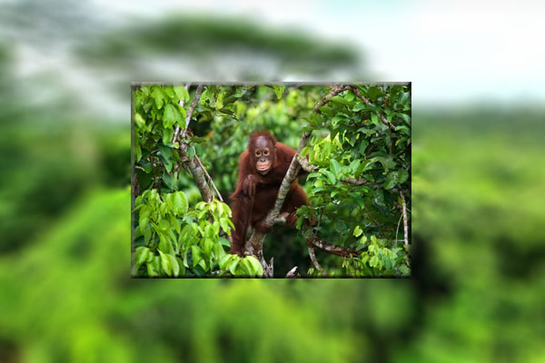 Keindahan dan Kisah Mistik Hutan Kalimantan