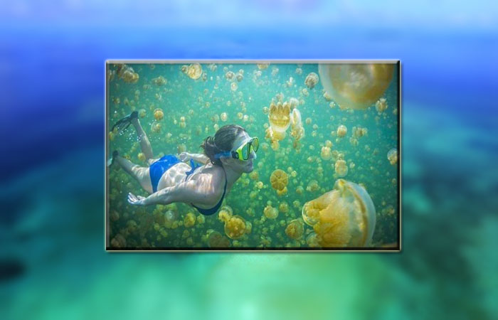 Fakta Unik Surga Bawah Laut Derawan Kalimantan Timur