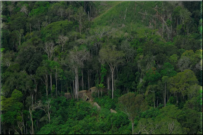 Keanekaragaman dan Kebutuhan Perlindungan Hutan Kalimantan