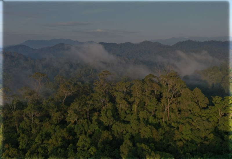 Hutan Indonesia Kekayaan Alam yang Mengagumkan