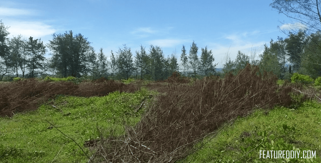 hutan